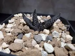 2026年最新】スカブラ ハオルチアの人気アイテム - メルカリ
