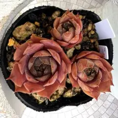 多肉植物 センペルビウム ストロベリーキウイ No.155【桃】 - メルカリ