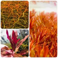 もちまろ様専用です