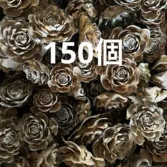 シダーローズ　約１５０個　5センチ〜3センチぐらいのサムネイル