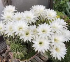 ホワイトパパ 人気花サボテン 柱サボテン 花16cm+ カキコ - メルカリ