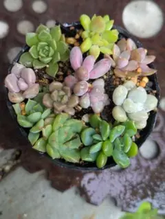 Alice様ご確認用　抜き苗セット・福だるまカット苗（6センチポット）