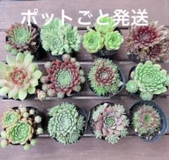 2026年最新】SEmpervivumの人気アイテム - メルカリ