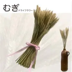麦(ドライフラワー)［75本］のサムネイル