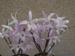 へのかっぱ様 リクエスト 2点 まとめ商品