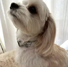 Item thumbnail for item 075d1181-32f4-44c5-9758-7d5145b51595