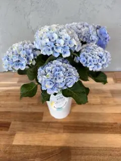 紫陽花 ハイドランジア 花 プレゼント ギフト お祝い 誕生日 当日発送可能！のサムネイル