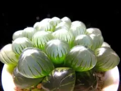 トルンカータ ぷりぷり系 多肉植物 ハオルチア アロエ