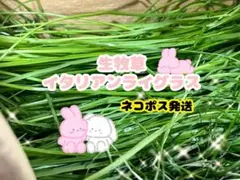 みーさん様専用 「無農薬生牧草セット イタリアンライグラスと