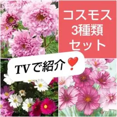 【ハーフセット】色んなコスモスのタネ 3点セット❣️のサムネイル