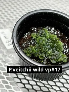 ビカクシダ willinckii✖️p.veichii 前葉体 胞子体出始め - メルカリ