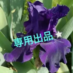 「ルカ⭐様専用」ジャーマンアイリス　♡紫♡のサムネイル