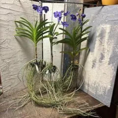 2025年最新】洋蘭 バンダの人気アイテム - メルカリ