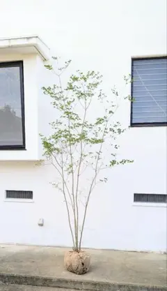 Yuki Goto さん専用　山採りドウダンツツジ　/173 2025年最新】ドウダンツツジ 山採りの人気アイテム - メルカリ