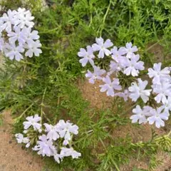 そらこ様専用　タピアン10苗