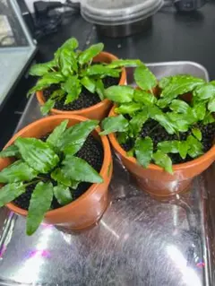 aqualium様 リクエスト 10点 まとめ商品