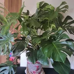 超特大☆180㎝】大型観葉植物・モンステラ（送料込） - メルカリ