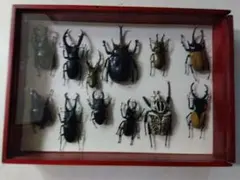 ムシキング アダー完結編 ヘルムスコツノクワガタ スーパーマッドパニック ムシキング アダー完結編 ヘルムスコツノクワガタ スーパーマッド