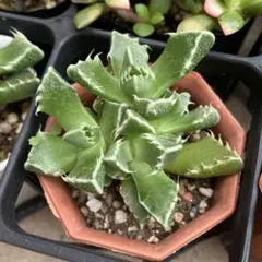 ② 多肉植物 フォーカリア 四海波のサムネイル