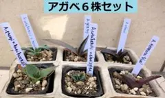2026年最新】アガベ 実生 セットの人気アイテム - メルカリ