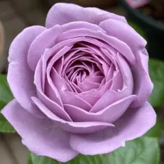 ア◯◯シア四季咲きバラ 入手困難 希少切花種 - メルカリ