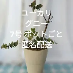 フレッシュ ユーカリ グニー 若葉 ネコポスいっぱい 100サイズ箱