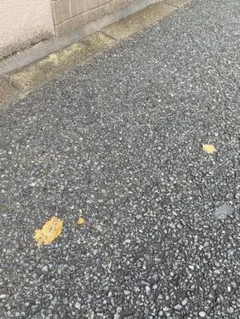 アイリーライフ IFC ロゴ ステッカー 1枚