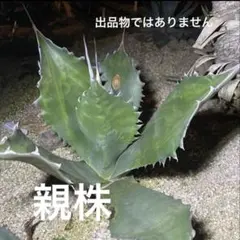 2026年最新】マルガリータ アガベの人気アイテム - メルカリ