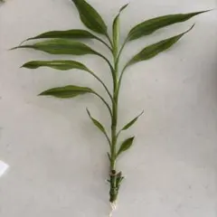 サンデリアーナ　34cm苗　太い根　水でも土でも♪