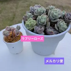 2026年最新】ラブリーローズの人気アイテム - メルカリ