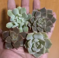 2025年最新】カット苗 多肉の人気アイテム - メルカリ