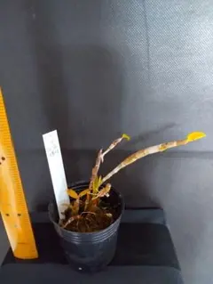 蘭デンドロビュームのサムネイル