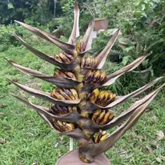 2025年最新】オオギバショウの人気アイテム - メルカリ