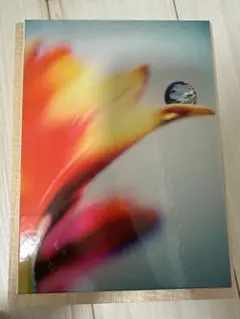 sads FALLING 会場限定盤　CD+DVD