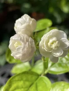 M&M様 リクエスト 2点 まとめ商品