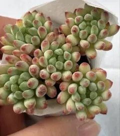 花火群生もりもり抜き苗　多肉植物　人気セダム　韓国苗