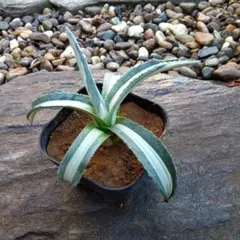 アガベ　華厳　大株　引き取り限定 アガベ 華厳 大株 引き取り限定