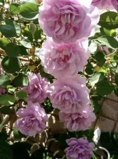 薔薇カット枝3本　ネコポス便発送 レイニーブルー 薔薇 挿し木枝3本 ネコポス ER スイートジュリット