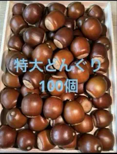 特大どんぐり 100個