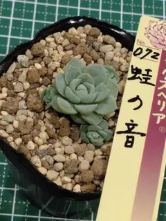 週末限定 多肉植物 蛙の音 葉挿し ミックスベリアおらいさん苗 - メルカリ