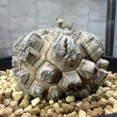 D11 亀甲竜 大株 塊根植物 コレクション株 D11 亀甲竜 大株 塊根植物 コレクション株 - メルカリ