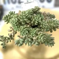 多肉植物小梅群生抜き苗のサムネイル