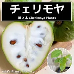 m_hm様専用 みつばち果樹園 あんず 7kg ヤマト - メルカリ