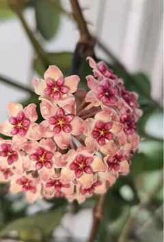 珍種 レア ホヤ Hoya carnosa Brazil 美株 サクララン - メルカリ