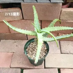 キダチアロエ 抜き苗 5株セット 多肉植物 無農薬 アロエ - メルカリ