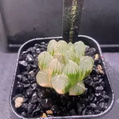 O*Z様 白蓮オブツーサ鮮明錦　超美株　極上斑