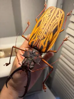 2026年最新】オオキバウスバカミキリ 標本の人気アイテム - メルカリ