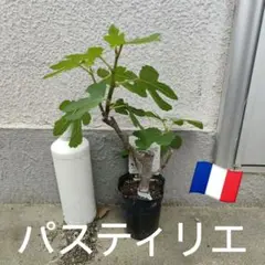 希少樹種 果実確認済み イチジク Angelito(アンジェリト)2年生苗