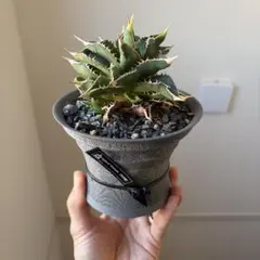 アガベ チタノタ BB覆輪 3Dプリンタ鉢植え - メルカリ