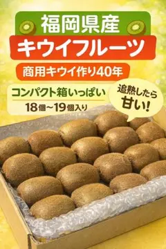 キウイフルーツ　果物　福岡県産キウィ　箱いっぱい18〜19個 1.25k以上